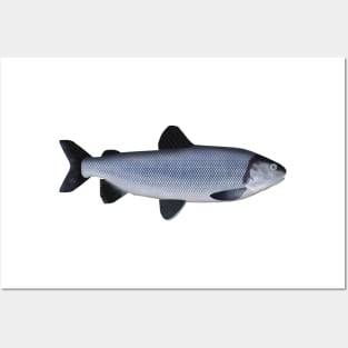 Broad whitefish Posters and Art